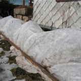 Weigela: priprema za zimu, kako seći, kako pokriti, kako hraniti